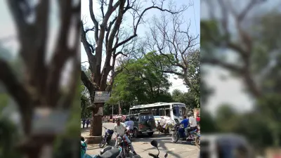 शहर में सड़क किनारे 150 खड़े सूखे पेड़ से जान को खतरा
