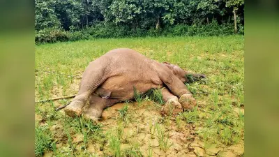Rourkela News: लाठीकटा के नुआगां में हाथी का शव मिला, करंट लगने से मौत की आशंका