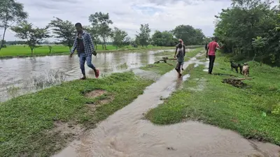 लालपुर केनाल नहर का पानी ओवरफ्लो, खेतों में लगी फसल डूबी