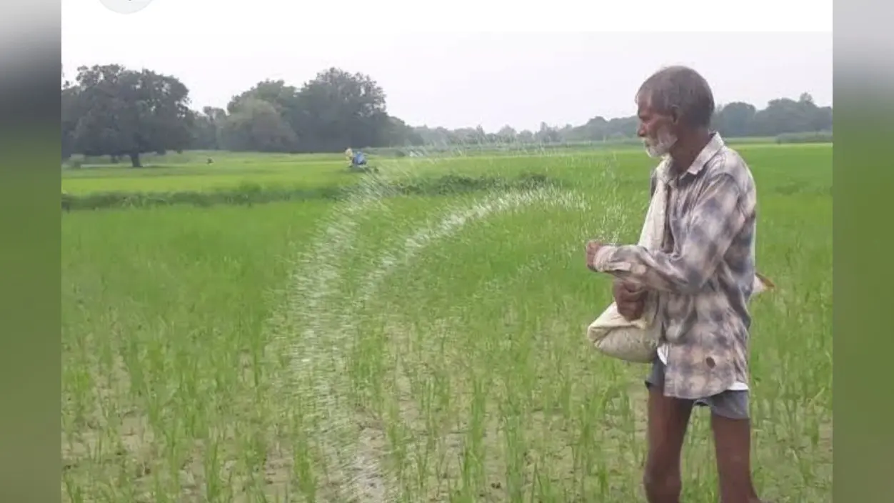Darbhanga News: बारिश के बाद बढ़ी यूरिया की मांग, ग्रामीण इलाकाें में हो रही कालाबाजारी