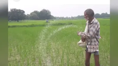 Darbhanga News: बारिश के बाद बढ़ी यूरिया की मांग, ग्रामीण इलाकाें में हो रही कालाबाजारी