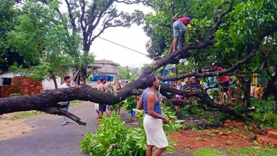 बारिश में गिरा आम का पेड़, आवागमन बाधित