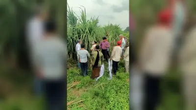 Sugarcane Cultivation:बारिश के बाद हसनपुर के गन्ना किसानों की बांछें खिली