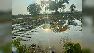 किसानों को आलू की खेती में लाखों का नुकसान