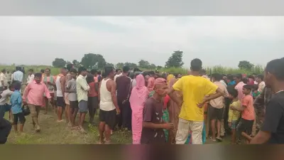 पत्नी की आंखों के सामने ही पति को खेत में घसीट ले गया बाघ