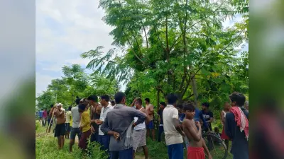 गन्ने के खेत में बाघ निकालने की सूचना पर घंटों मची रही अफरातफरी, निकला सूअर