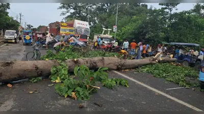 बारिश से गर्मी से राहत, तेज हवा से टूटे कई पेड़