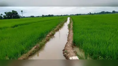 धान फसल पर मुसलाधार अमृत वर्षा, किसानों में उल्लास का वातावरण