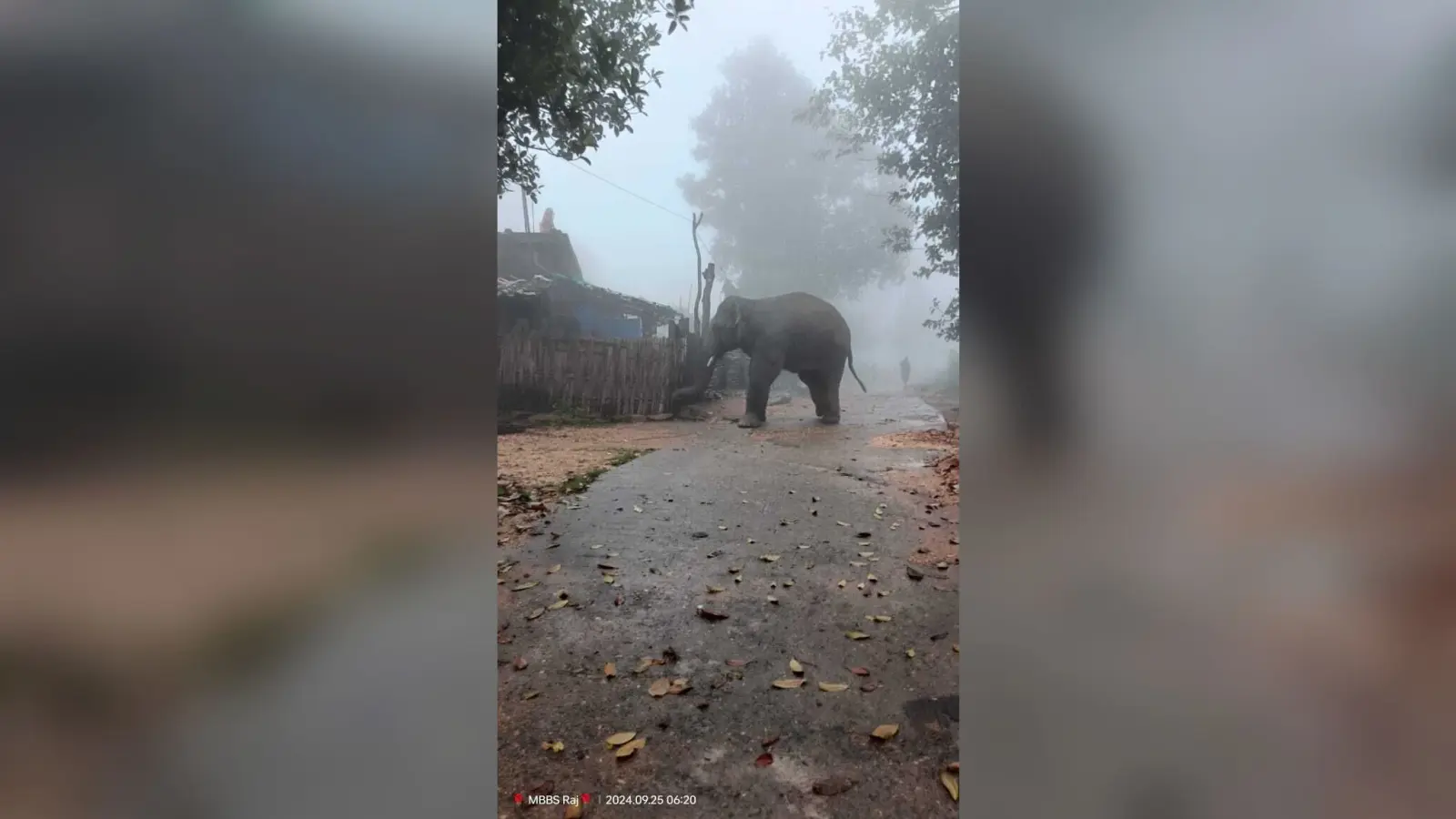 BOKARO NEWS : हाथी ने दो घरों को किया क्षतिग्रस्त, फसलें रौंदी