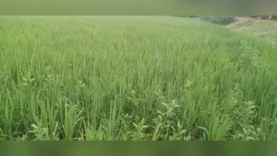इस वर्ष धान का पैदावार बंपर होने की संभावना : बीएओ