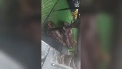गंडक बराज से विशालकाय अजगर का हुआ सफल रेस्क्यू