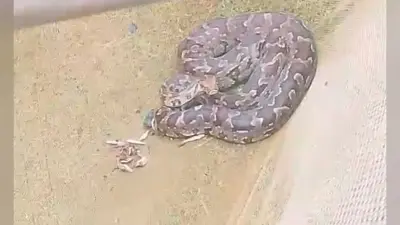 वन विभाग ने अजगर सांप किया रेस्क्यू