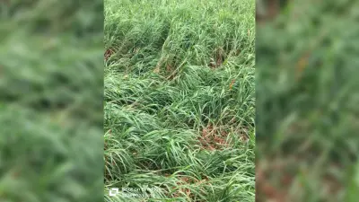 गन्ने की फसल को भारी नुकसान, नरकटियागंज में नौ हजार एकड़ फसल ढही