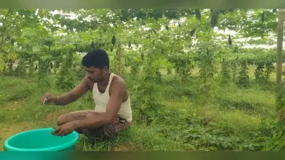Giridih News:आधुनिक तरीके से खेती कर स्वावलंबी बना युवक