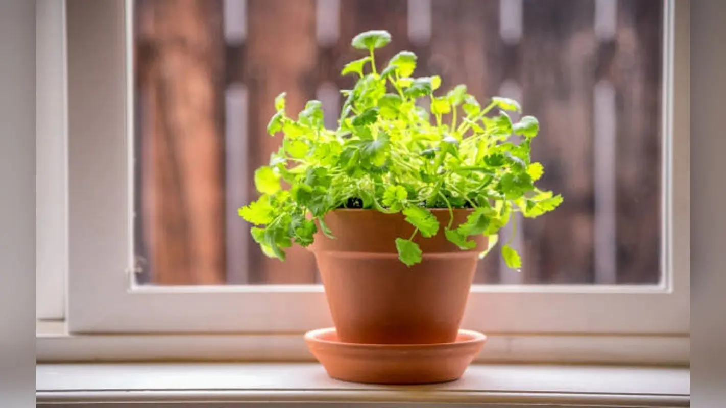 Gardening Tips For Summer : गर्मी में लगा सकते है ये 5 फूल, दिखने में भी होते है बेहद सुंदर