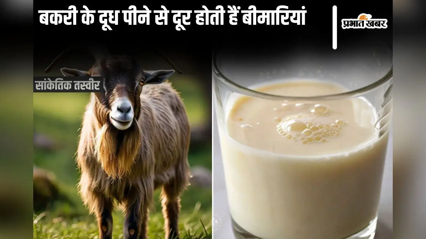 Goat Milk Benefits: बकरी के दूध पीने से दूर होती हैं ये 6 गंभीर बीमारियां