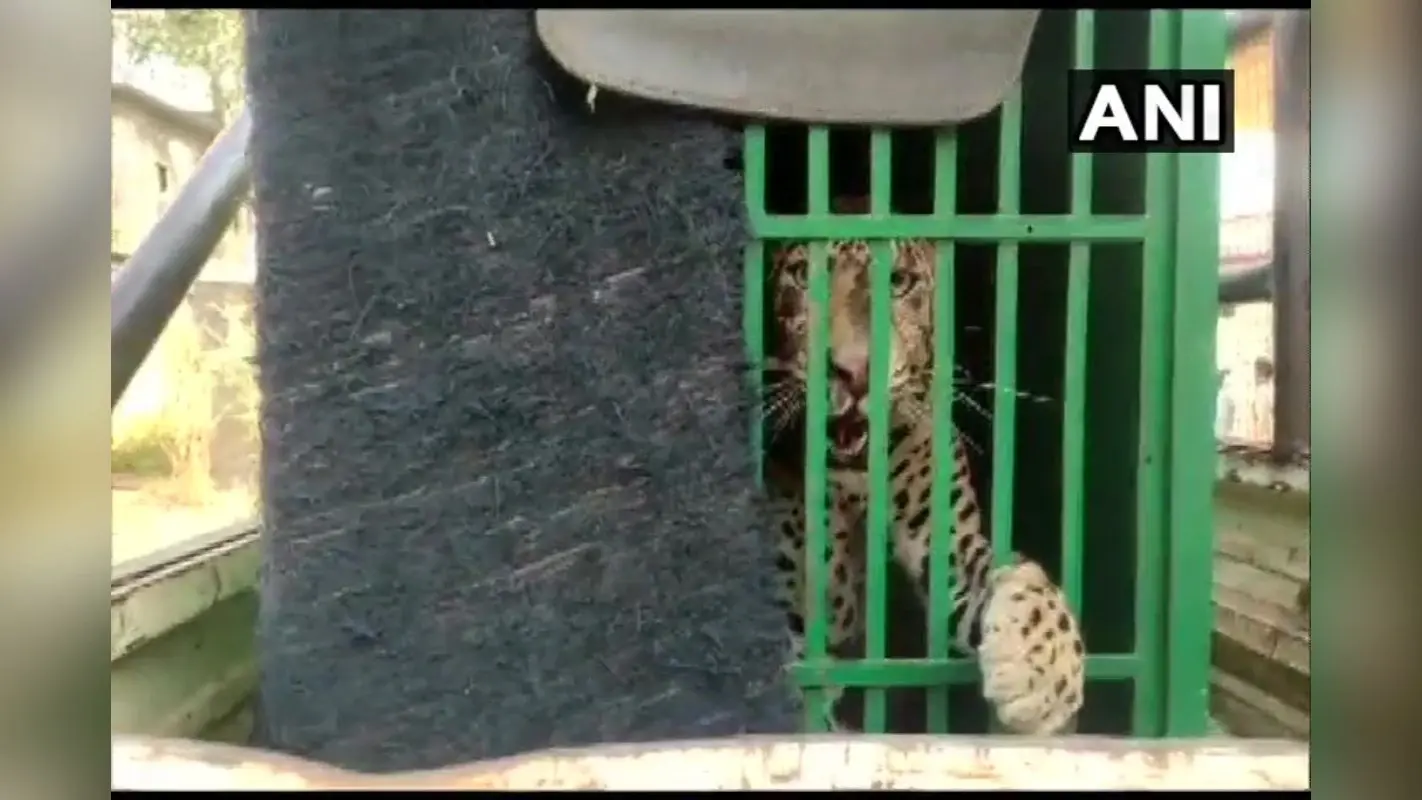Leopard Attack: उदयपुर में आदमखोर तेंदुए का आतंक, नाबालिग को बनाया निवाला, तलाश में भटक रही फॉरेस्ट टीम