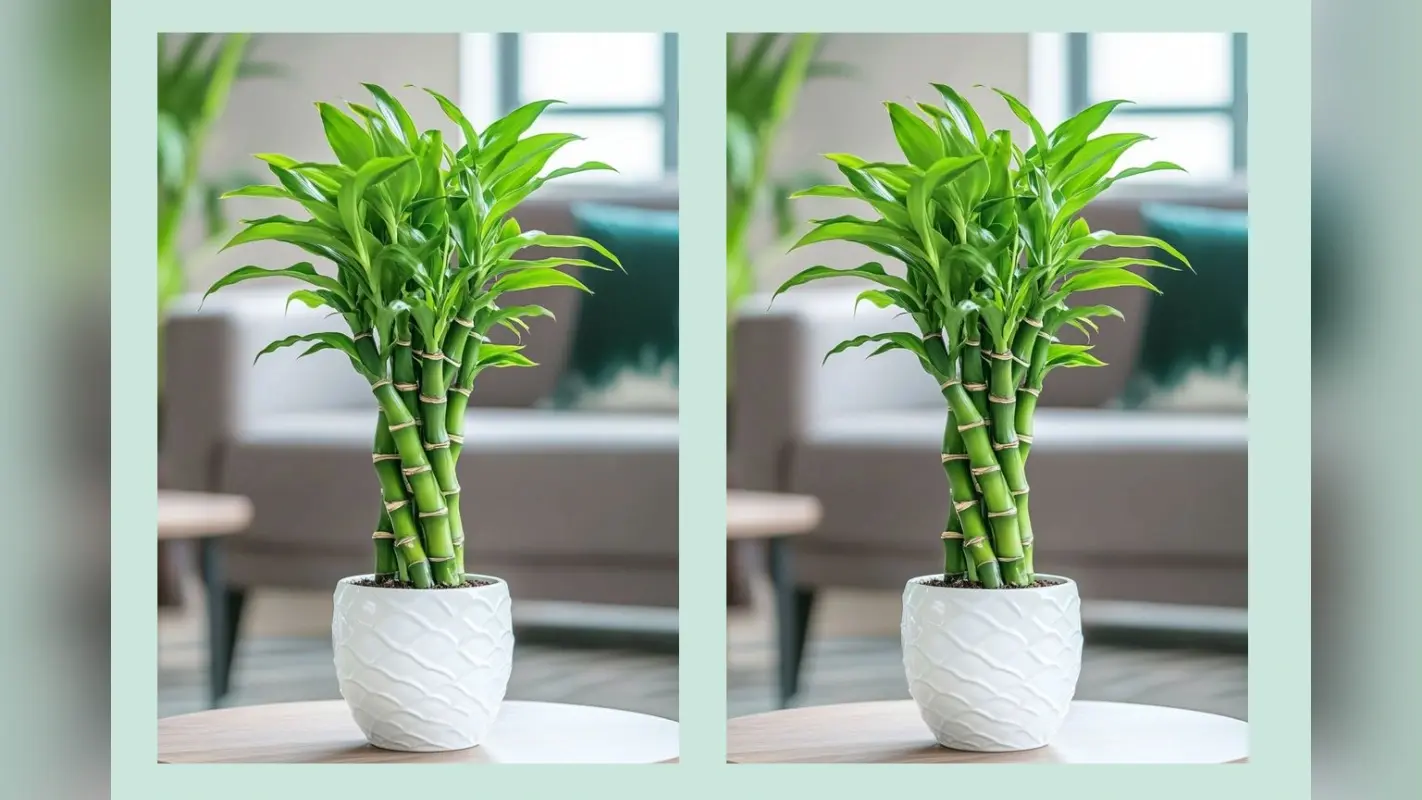 Vastu Benefits of Lucky Bamboo: आपके भाग्य को बदलने की ताकत रखता है ये लकी पौधा