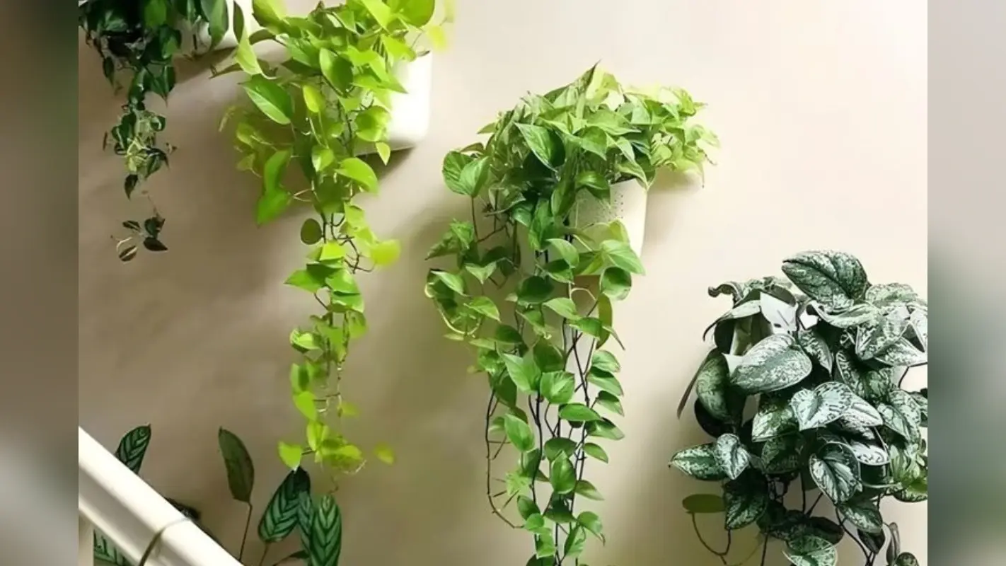 Money Plant Tips: क्या मनी प्लांट के पत्तों का पीला पड़ना है आम बात या फिर दे रहा है कोई संकेत?