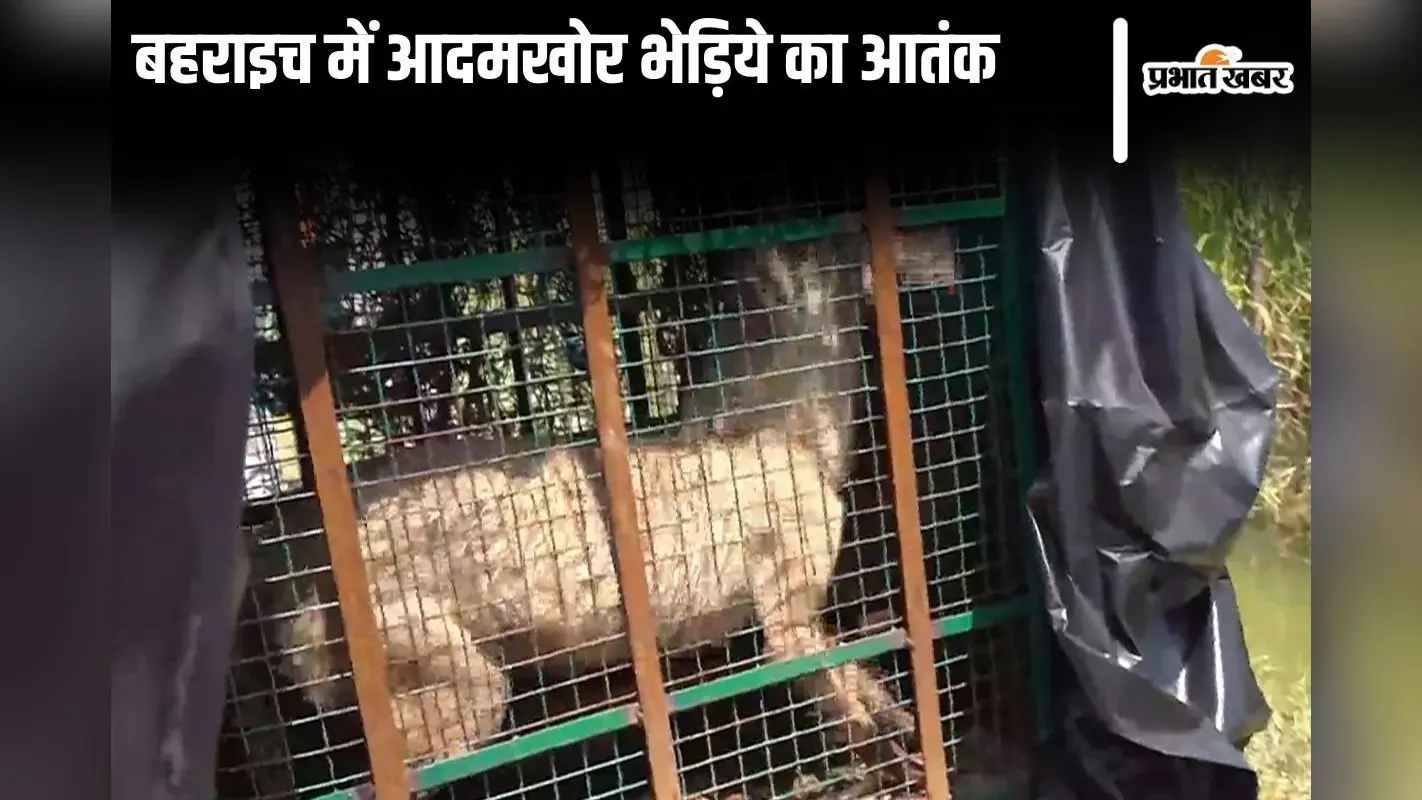 Bahraich Wolf Terror: यूपी के बहराइच में आदमखोर भेड़िये का आतंक, रातभर जागने को मजबूर हैं लोग