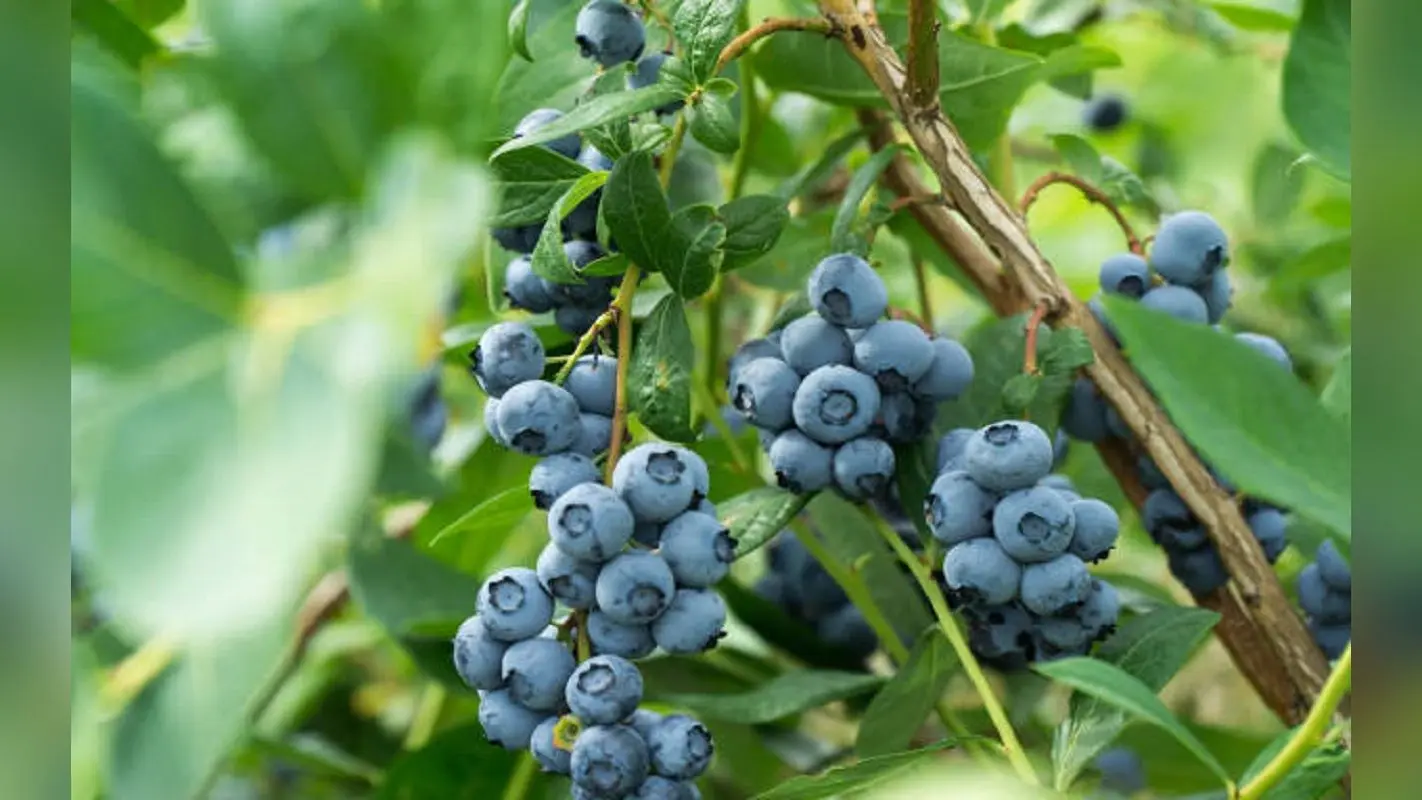 Planting Tips: ब्लूबेरी को घर पर उगाने के लिए अपनाएं ये तरीके