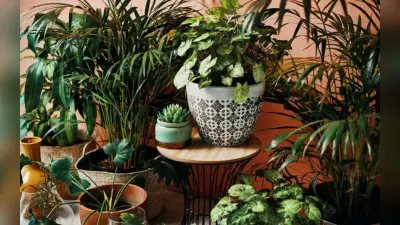 Plants for House: घर में लगा सकते हैं ये पौधे, कम देखभाल में भी लगते हैं खूबसूरत