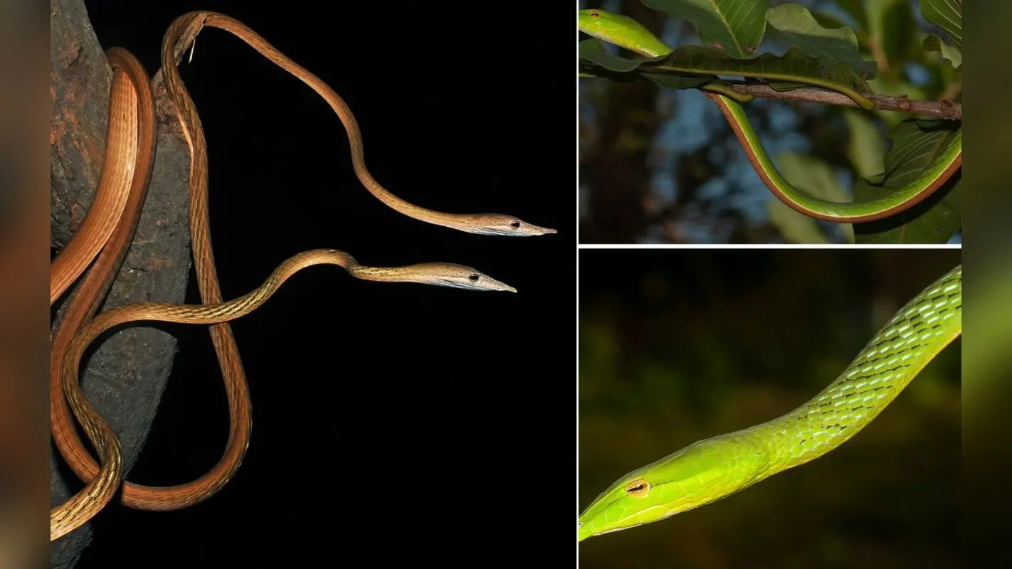 बिहार में मिली लंबी नाक वाले सांपों की दुर्लभ प्रजाति, जानिए Ahaetulla longirostris की खासियत