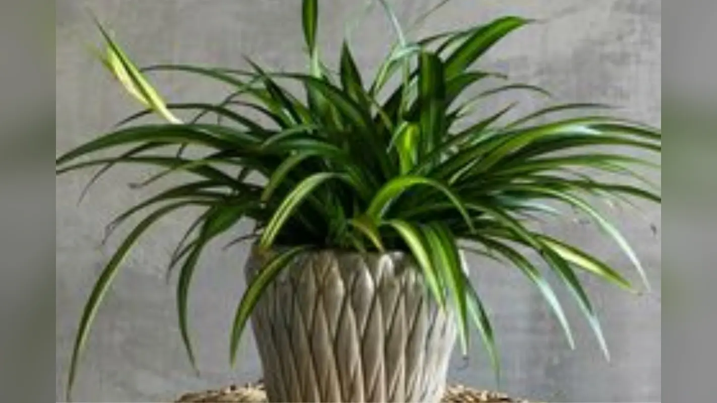 Home Plants Protect Against Pollution:घर में लगे पौधे भी कर सकते है प्रदूषण से बचाव, चुनें इन पौधों को