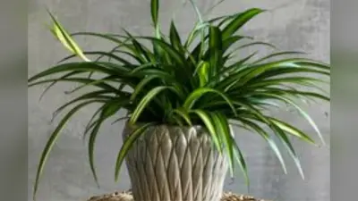 Home Plants Protect Against Pollution:घर में लगे पौधे भी कर सकते है प्रदूषण से बचाव, चुनें इन पौधों को