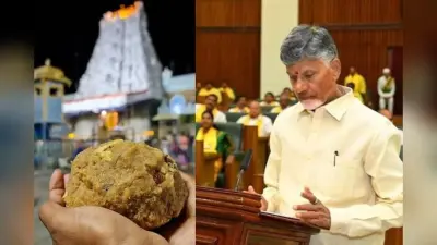 Tirupati Prasadam: तिरुपति मंदिर के प्रसाद में मिलावट, प्रसादम में मछली तेल की पुष्टि, चंद्रबाबू ने लगाया था आरोप