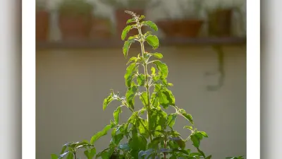 Tulsi benefits: तुलसी के नियमित सेवन से क्या होता है?