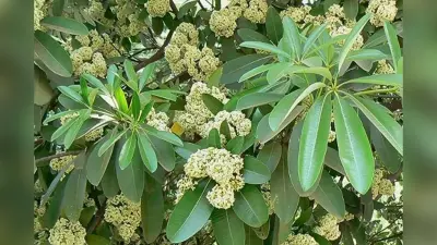 Saptaparni Plant: सप्तपर्णी (शैतान का पौधा) स्वास्थ्य और सुंदरता का प्राकृतिक वरदान
