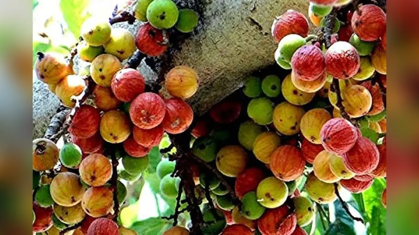 Gular Tree: गुलर का पेड़ घर के पास शुभ या अशुभ?
