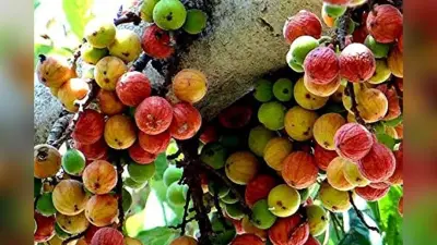 Gular Tree: गुलर का पेड़ घर के पास शुभ या अशुभ?