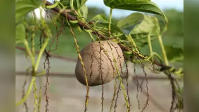 Air Potato Benefits & Recipes: ये पहाड़ी फल है बेहद खास जानें इसके लाभ