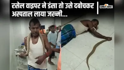 VIDEO: भागलपुर में रसेल वाइपर ने डंसा तो सांप का मुंह दबोचे अस्पताल पहुंचा जख्मी, डॉक्टर भी रह गए दंग
