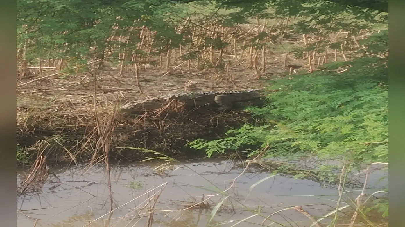 Crocodile News: गंगा का पानी निकलते ही बाहर आया मगरमच्छ, ग्रामीणों के उड़े होश