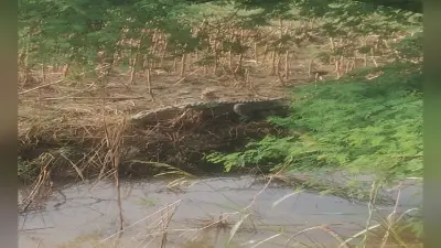 Crocodile News: गंगा का पानी निकलते ही बाहर आया मगरमच्छ, ग्रामीणों के उड़े होश