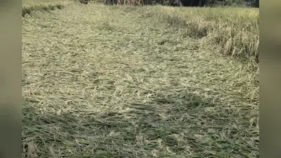 ‘दाना’ चक्रवात: खेतों में सो गयी धान की फसलें, सब्जियों की खेती पर भी पड़ा असर