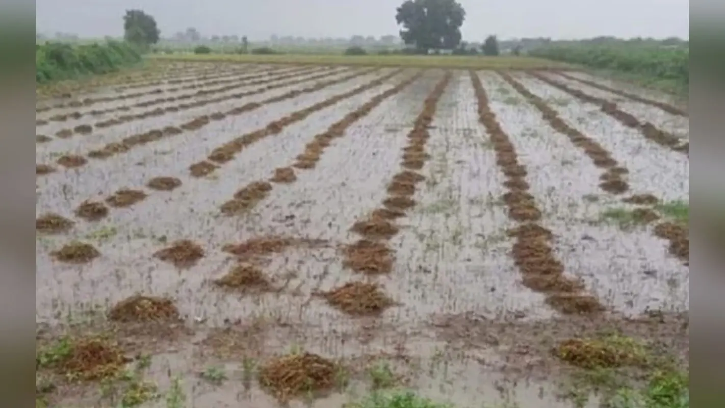 Bihar: दाना तूफान का दिखने लगा असर, ठिठुरन बढ़ी, बारिश से किसानों में छायी निराशा