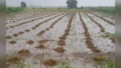 Bihar: दाना तूफान का दिखने लगा असर, ठिठुरन बढ़ी, बारिश से किसानों में छायी निराशा