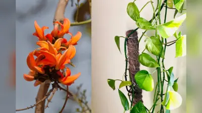 Diwali with Plant: इस साल मनाएं पौधों वाली दिवाली, घर लाएं ये खास प्लांट