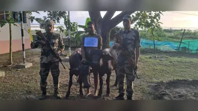 बीएसएफ ने दो मवेशियों के साथ एक बंगलादेशी को दबोचा