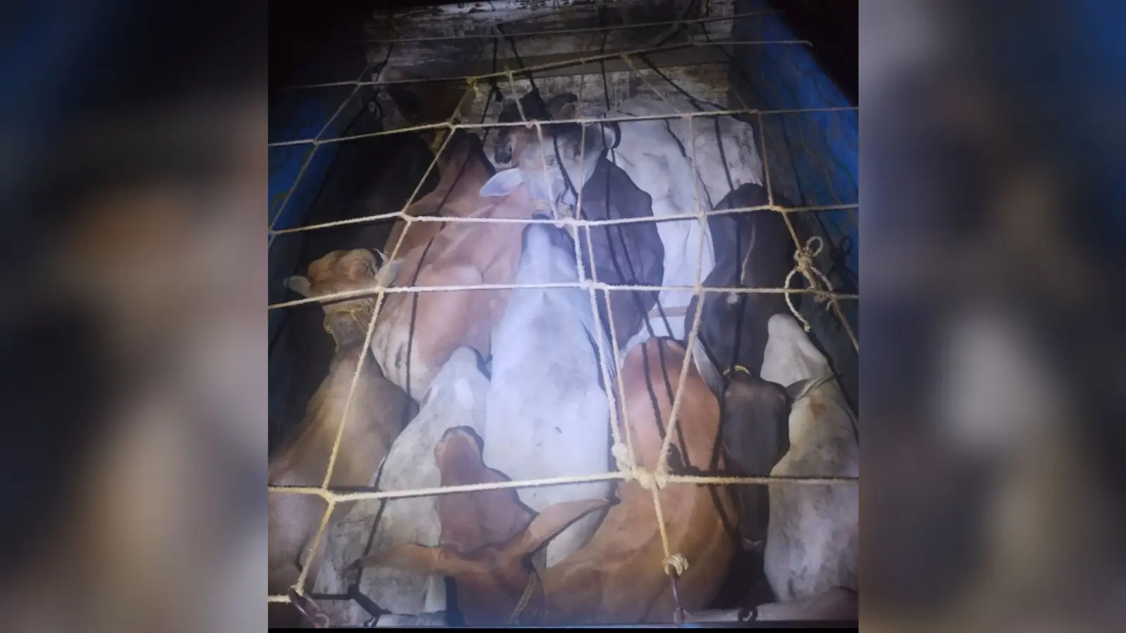 31 पशु बरामद, तीन वाहनों को किया जब्त