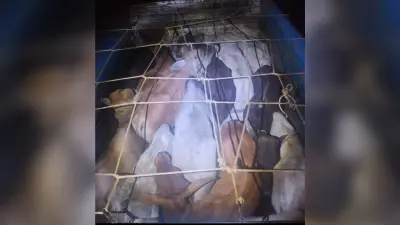 31 पशु बरामद, तीन वाहनों को किया जब्त