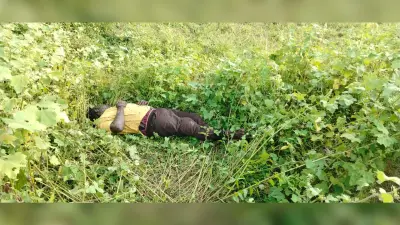 धान की फसल देखने गये युवक की मौत