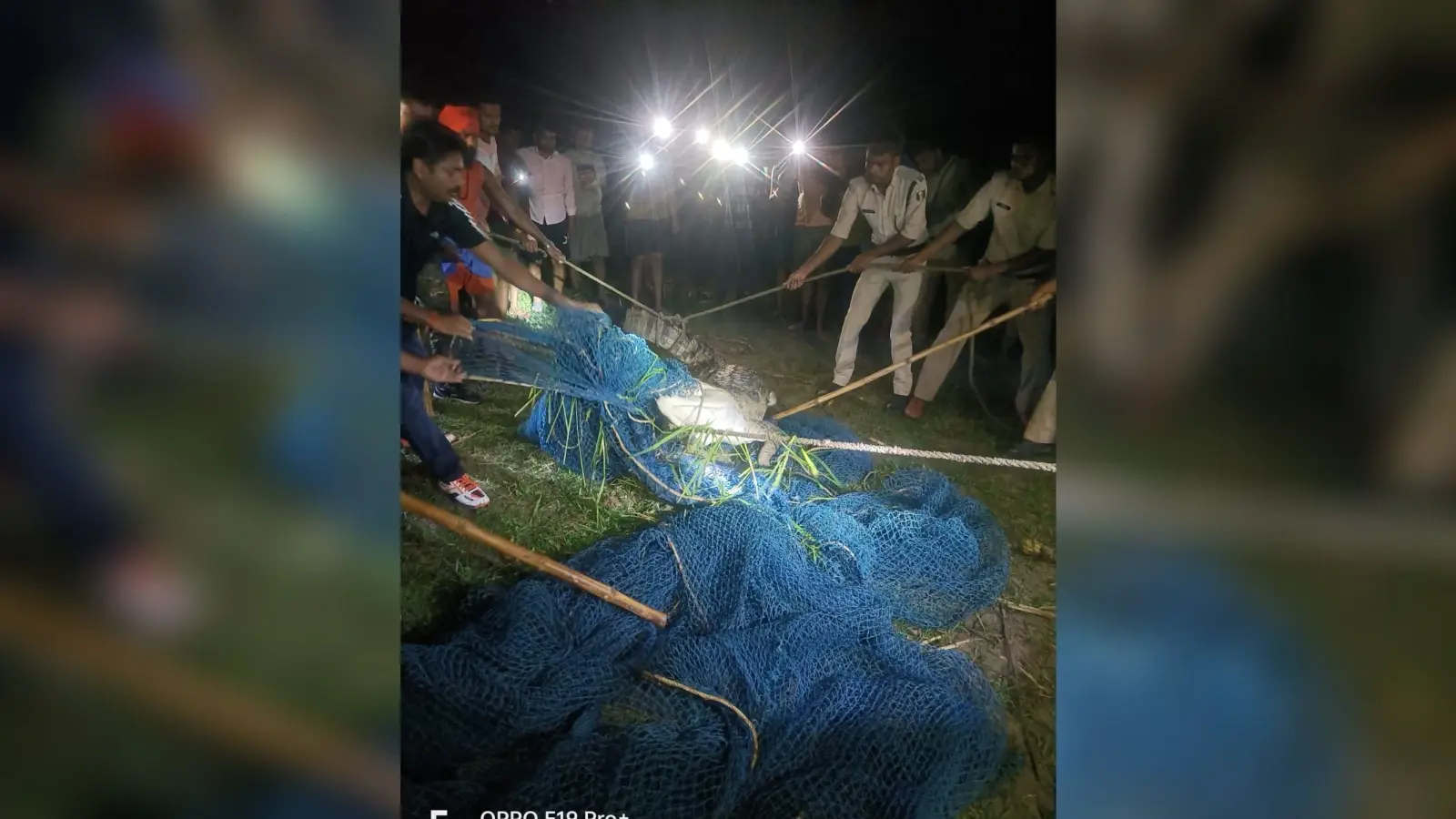 तीन दिन की मशक्कत के बाद पकड़ा गया मगरमच्छ