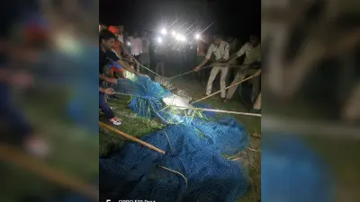 तीन दिन की मशक्कत के बाद पकड़ा गया मगरमच्छ