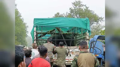 Rourkela News: ट्रेन दुर्घटना में घायल हाथी के बच्चे का नंदनकानन में किया जायेगा इलाज