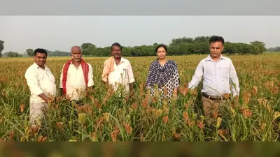 कम लागत में खेतों में लहलहा रही मरुवा की फसल